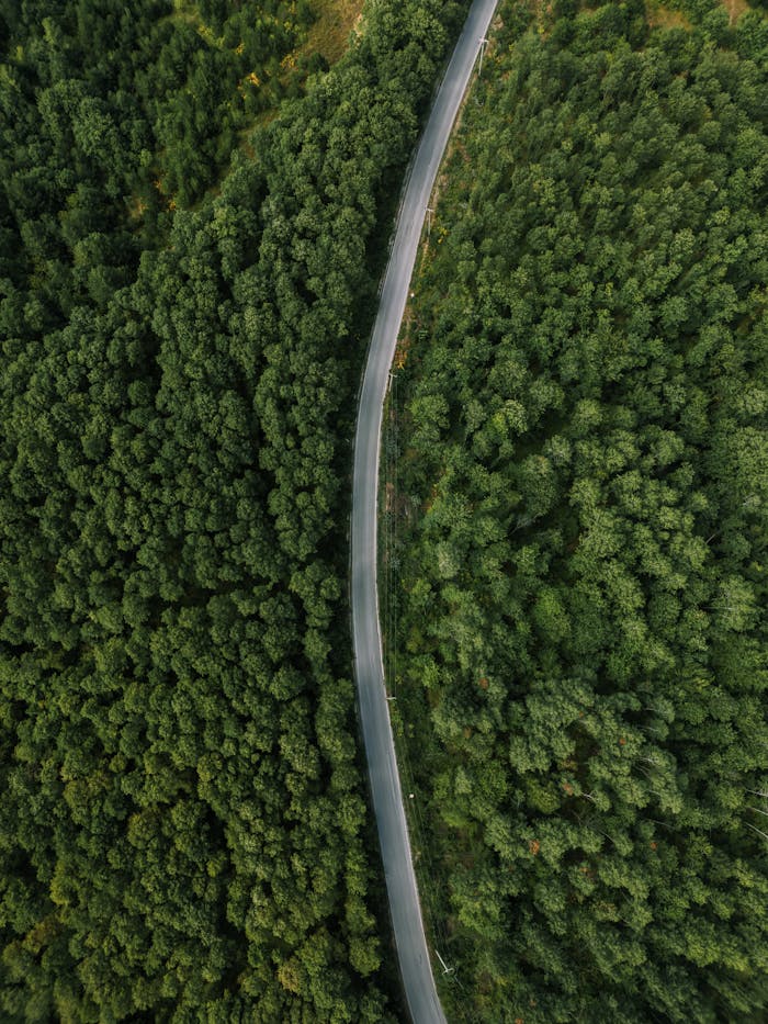 A scenic aerial view showcasing a winding road through lush green forests, perfect for serene travel imagery.